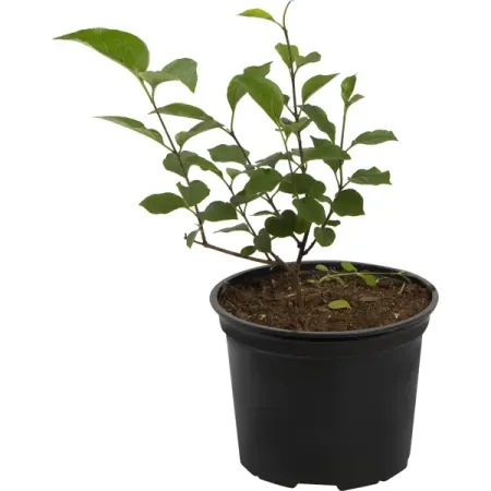 Сирень обыкновенная «Катерина Хавемейер» 15x30 см