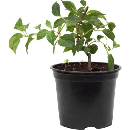 Гортензия метельчатая Кьюшу ø15 h50-60 см Поиск Инвест