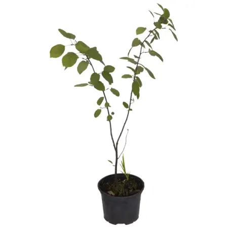 Ирга Канадская микс h35 см паола наварро тайны света простые и наглядные опыты