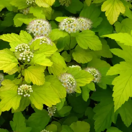 Пузыреплодник зеленый С2, h30-40 см, 2 года, контейнер