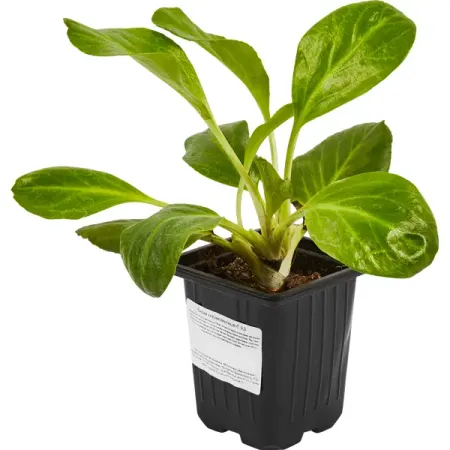 Бадан сердцелистный 15 см натуральные кристаллы сердцевидной формы от jin shi yuan