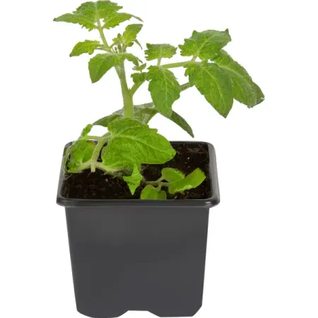 Томат Черри Р8 h7 см