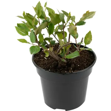 Арония черноплодная D17 см 20-30 см