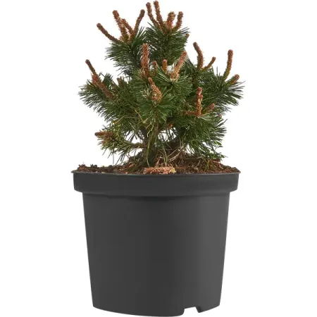 Сосна горная Бенджамин h20 - 40 см sunmade мисти сосна искусственные растения 6 шт