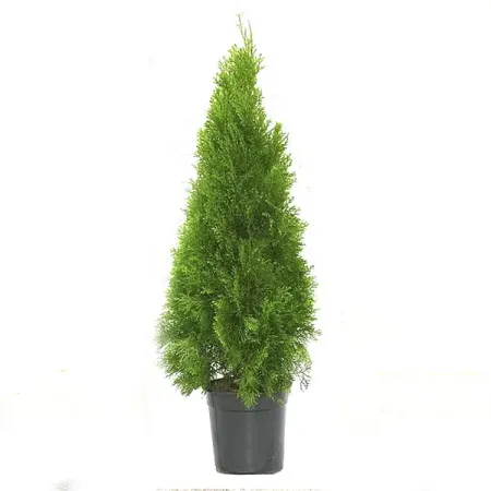 Туя западная Смарагд h80 - 100 см