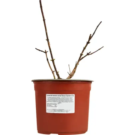 Гортензия метельчатая Пинки Промис ø17 h20 см