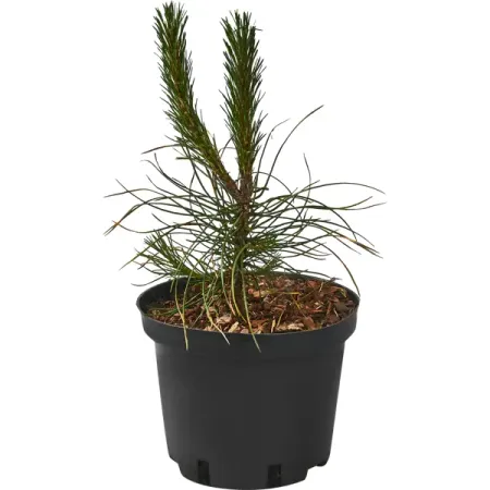 Сосна черная ø17 h15 - 30 см искусственные сосновые шишки 6 10 шт