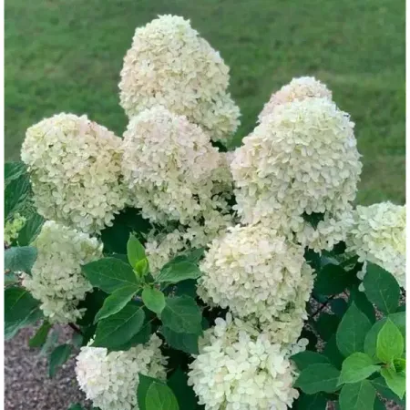 Гортензия метельчатая ø25 h100 см