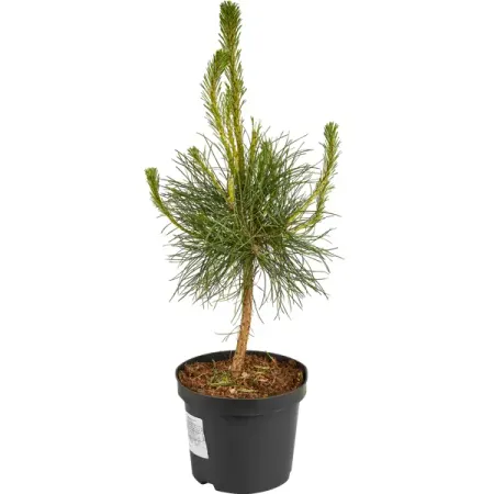 Сосна черная h30 - 50 см искусственные сосновые шишки 6 10 шт