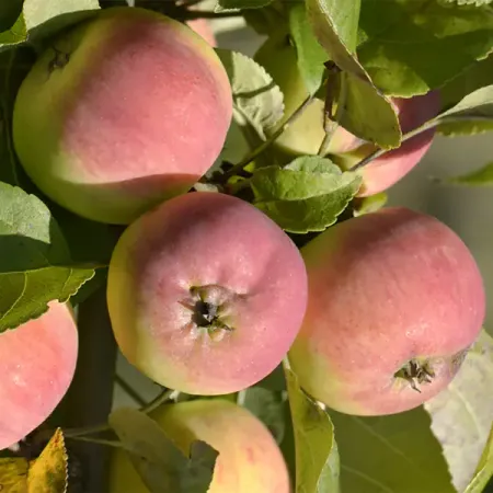 Яблоня микс h50 см