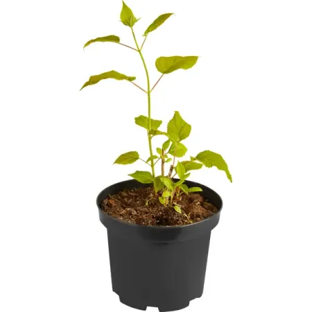 Гортензия древовидная Анабель С1.5