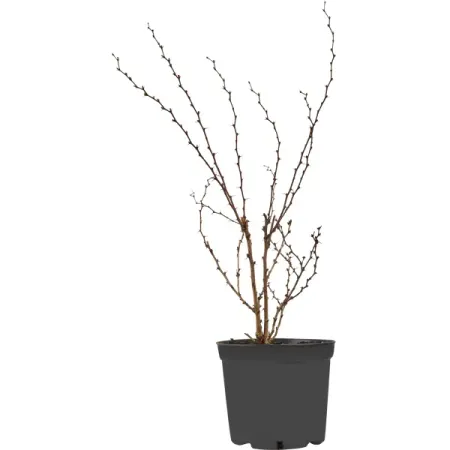 Барбарис Атропурпурея ø19 см h40-60 см