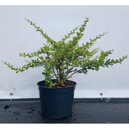 Барбарис Грин Орнамент ø19 см h40-60 см 6 шт красные подвесок с кисточками   лошади китайский орнамент