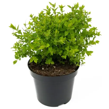 Спирея японская Little Princess 30-50 см