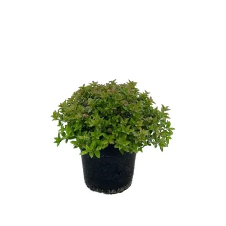 Спирея японская Джапаниз Дварф ø14 h10 - 20 см фредерик брукс мифический человеко месяц или как создаются программные системы