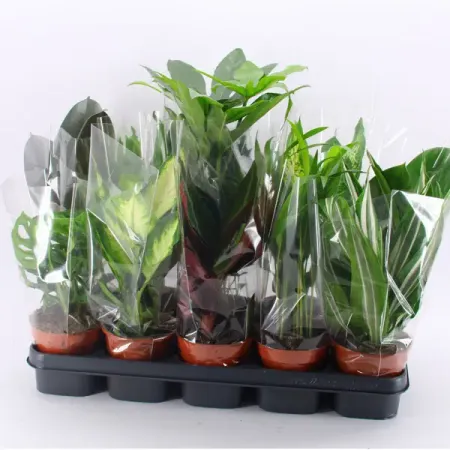 Растения комнатные ø12 h30 см гобелен ретро тропические растения boho hippie