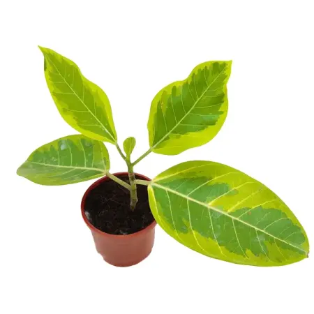 Фикус Бенгаленсис Вариегата ø12 h20 см джордж оруэлл 1984 скотный двор да здравствует фикус