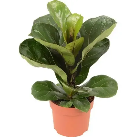 Фикус Лирата Бамбино ø12 h20 см