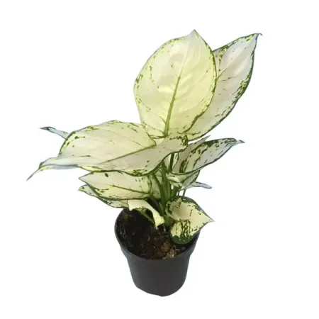 Аглаонема Супер Вайт ø13 h40 см