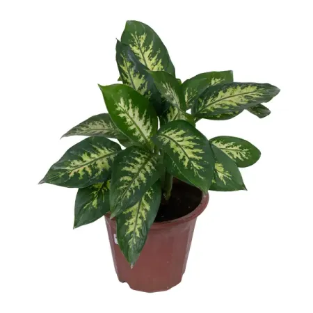 Диффенбахия Тропик Сноу ø15 h20 см