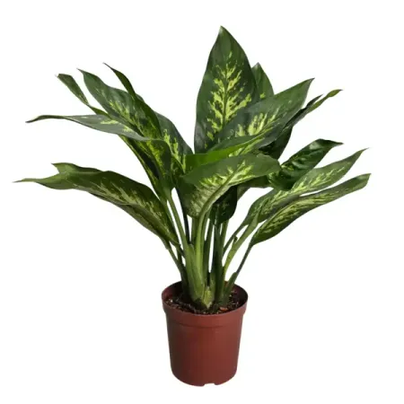 Диффенбахия Тропик Сноу ø15 h20 см