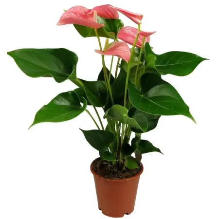 Антуриум Пинк Чемпион D ø12 h40 см