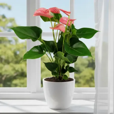 Антуриум Пинк Чемпион D ø12 h40 см