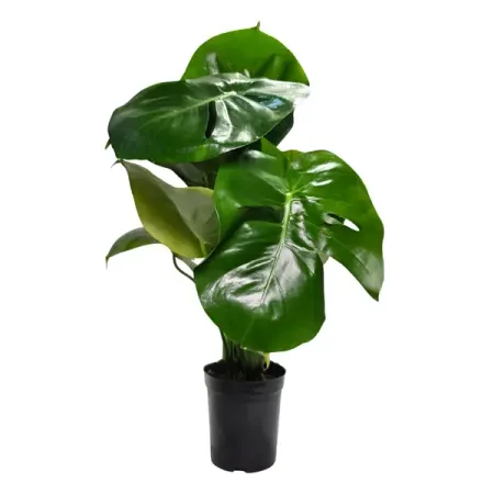 Монстера Делициоза ø13 h30 см