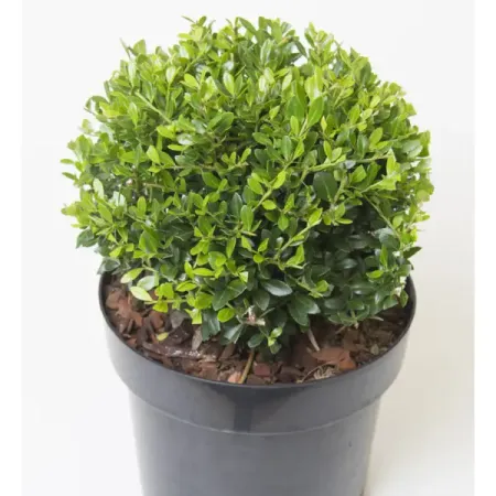 Падуб Крената Глори Гем h20 - 25 см