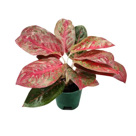 Аглаонема Фаерворкс ø9 h20 см