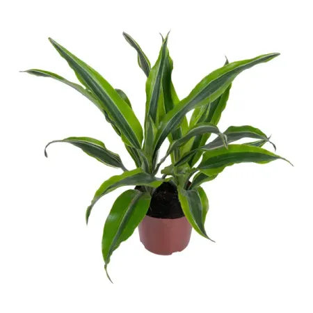 Драцена Деремская Роджерс Голд ø12 h20 см