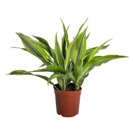 Драцена Деремская Роджерс Голд ø12 h20 см