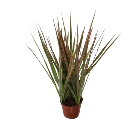 Драцена Маргината триколор ø9 h15 см