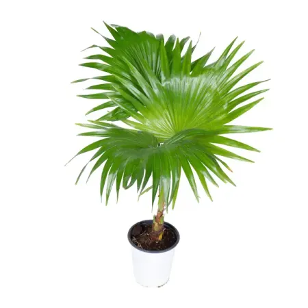 Ливистона Чиненсис ø10 h15 см