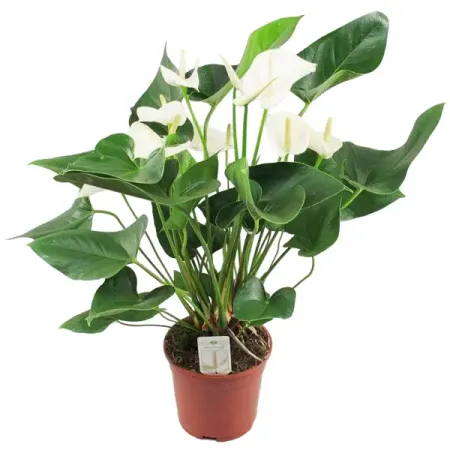 Антуриум Беби Вайт ø12 h35 см кара хоппе стэн таткин беби бомба руководство по выживанию для новоиспеченных родителей