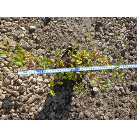 Кизильник Даммера ø19 h40 - 60 см