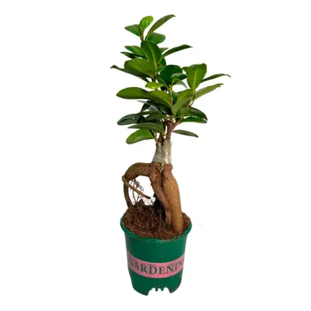 Фикус микрокарпа Гинсенг ø8 h10 см джордж оруэлл 1984 скотный двор да здравствует фикус