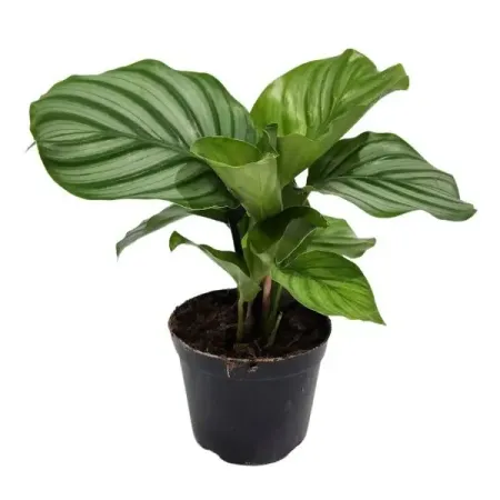 Калатея Орбифолия ø10 h20 см