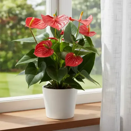 Антуриум Эскудо ø12 h35 см копия монеты 1868 года испания 5 центимо эскудо исабель ii