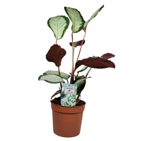 Калатея Аргентеа ø10 h10 см