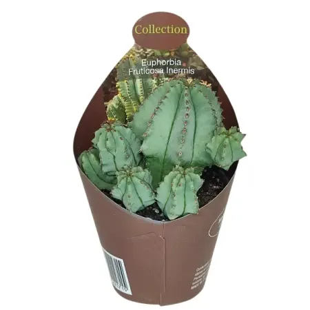 Эуфорбия Фрутикоза Инермис ø6.5 h7 см