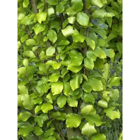 Бук лесной Давик Голд h60 - 80 см