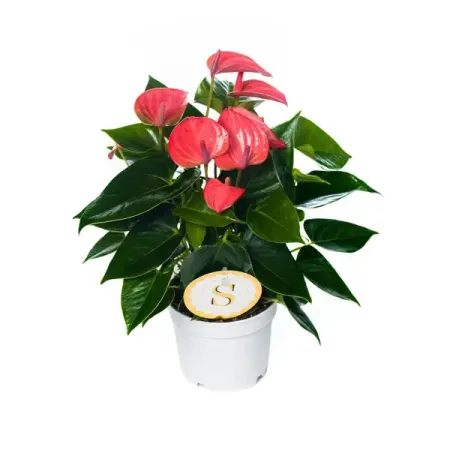 Антуриум Чемпион розовый ø15 h50 см анатолий тосс тоссики серый тоссик чемпион по прыжкам на медузе