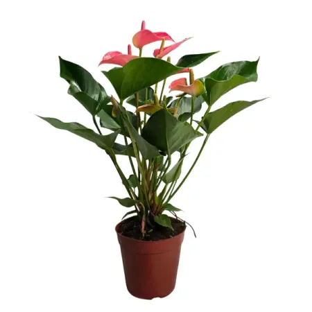 Антуриум Чемпион розовый ø15 h50 см