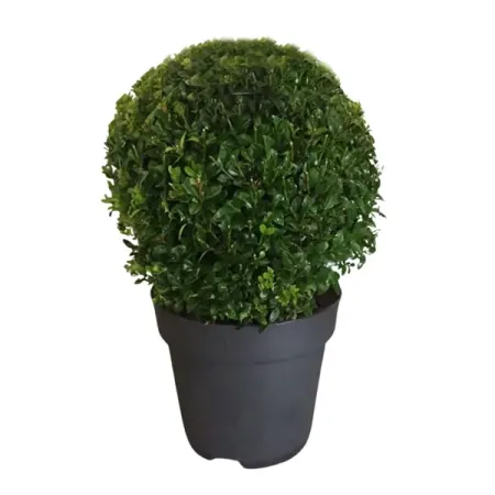 Буксус Самшит шаровидная форма h25 - 30 см