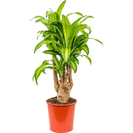 Драцена фрагранс Массанжеана ø13 h15 см