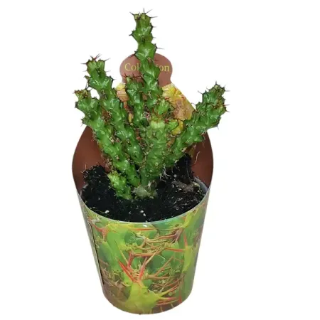 Эуфорбия Леневтони ø6.5 h7 см