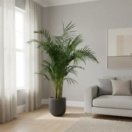 Хризолидокарпус Лутесценс ø28 h130 - 140 см