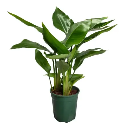 Стрелиция ø11 h15 см