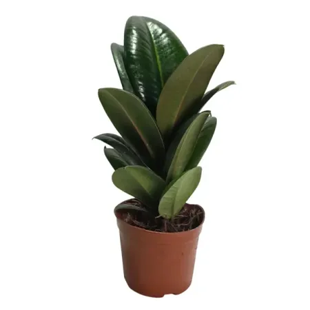 Фикус эластика Кинг Конг ø10 h10 см